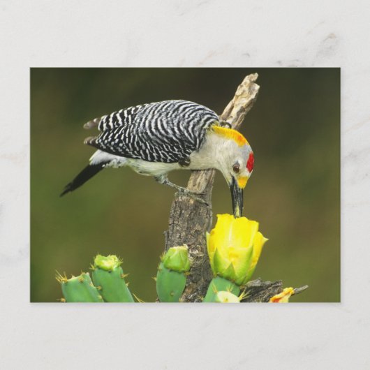 USA, Texas, Rio Grande Valley, McAllen. Mann Postkarte (Vorderseite)