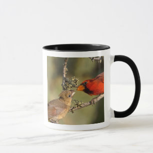 USA, Texas, Rio Grande Valley, McAllen. Paarung Tasse