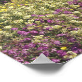 USA, Texas, Sand Verbena und Brown-mit Augen Poster (Ecke)