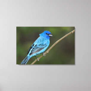 USA, Texas, South Padre Island Leinwanddruck