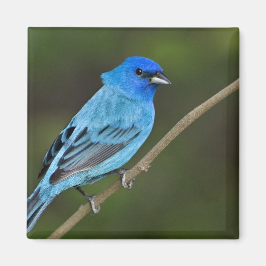 USA, Texas, South Padre Island Magnet (Vorne)