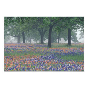 USA, Texas, Texas Hill Country Expansion field Fotodruck