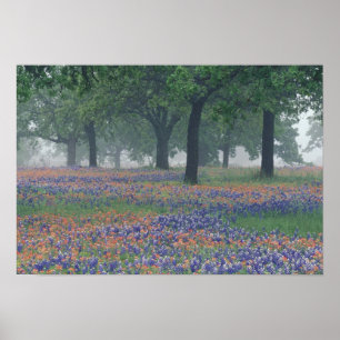 USA, Texas, Texas Hill Country Expansion field Poster