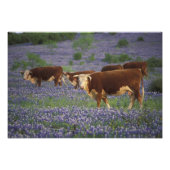 USA, Texas, Texas Hill Country, Hereford Fotodruck (Vorne)