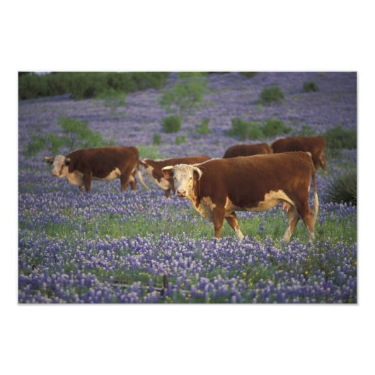 USA, Texas, Texas Hill Country, Hereford Fotodruck (Vorne)