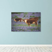 USA, Texas, Texas Hill Country, Hereford Leinwanddruck (Insitu (Holzboden))