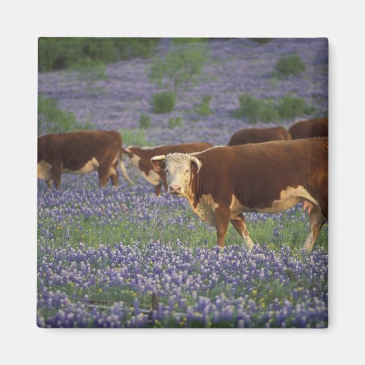 USA, Texas, Texas Hill Country, Hereford Magnet (Vorne)