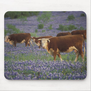 USA, Texas, Texas Hill Country, Hereford Mousepad
