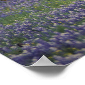 USA, Texas, Texas Hill Country, Hereford Poster (Ecke)