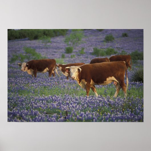 USA, Texas, Texas Hill Country, Hereford Poster (Vorne)