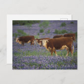 USA, Texas, Texas Hill Country, Hereford Postkarte (Vorne/Hinten)