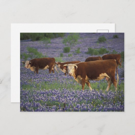 USA, Texas, Texas Hill Country, Hereford Postkarte (Vorne/Hinten)