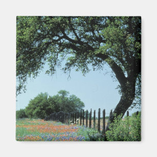 USA, Texas, Texas Hill Country Paintbrush und Magnet