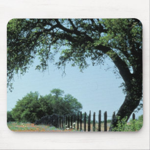 USA, Texas, Texas Hill Country Paintbrush und Mousepad