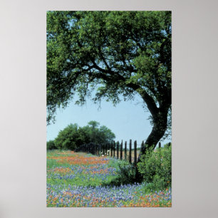 USA, Texas, Texas Hill Country Paintbrush und Poster