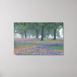 USA, Texas, Texas Hill Country Weites Feld Leinwanddruck