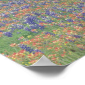 USA, Texas. Texas-Malerpinsel und Bluebonnets Poster (Ecke)