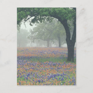 USA, Texas. Texas-Malerpinsel und Bluebonnets Postkarte
