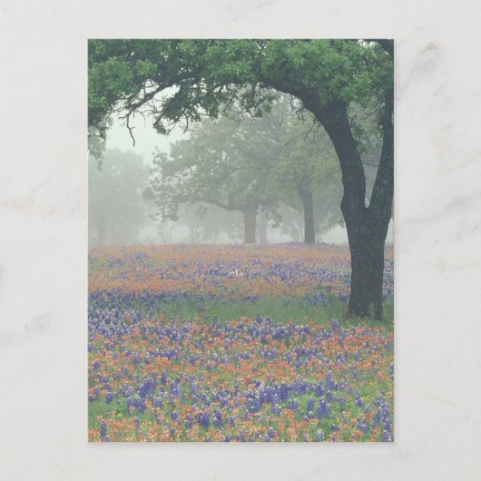 USA, Texas. Texas-Malerpinsel und Bluebonnets Postkarte (Vorderseite)