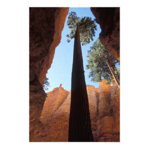 USA, Utah, Bryce Canyon National Park. Groß Fotodruck