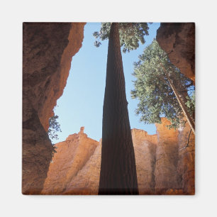 USA, Utah, Bryce Canyon National Park. Groß Magnet