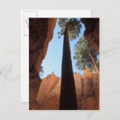 USA, Utah, Bryce Canyon National Park. Groß Postkarte (Vorne/Hinten)