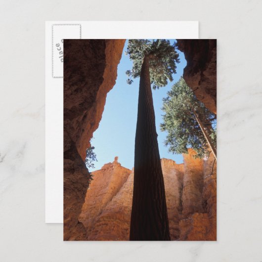 USA, Utah, Bryce Canyon National Park. Groß Postkarte (Vorne/Hinten)