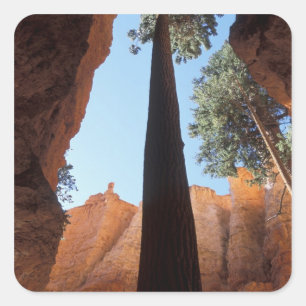 USA, Utah, Bryce Canyon National Park. Hoch Quadratischer Aufkleber
