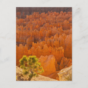USA, Utah, Bryce Canyon Nationalpark Postkarte