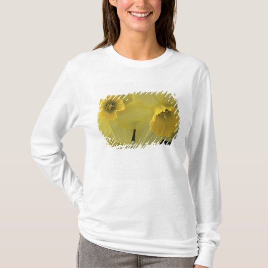 USA, Utah, Cache Valley Daffodils T-Shirt (Vorderseite)