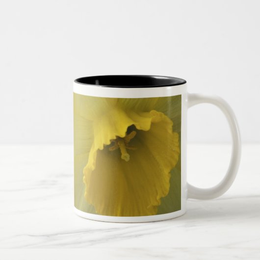 USA, Utah, Cache Valley Daffodils Zweifarbige Tasse (Rechts)