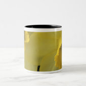 USA, Utah, Cache Valley Daffodils Zweifarbige Tasse (Mittel)