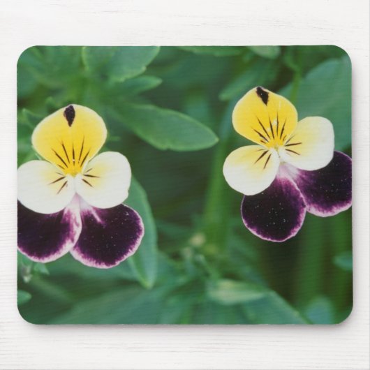 USA, Utah, Cache Valley, Johnny Jump Up Mousepad (Vorne)