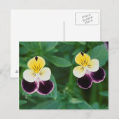 USA, Utah, Cache Valley, Johnny Jump Up Postkarte (Vorne/Hinten)
