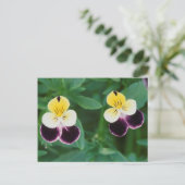 USA, Utah, Cache Valley, Johnny Jump Up Postkarte (Stehend Vorderseite)