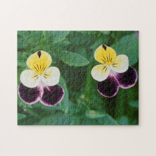 USA, Utah, Cache Valley, Johnny Jump Up Puzzle