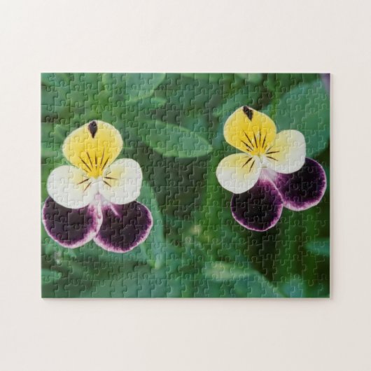 USA, Utah, Cache Valley, Johnny Jump Up Puzzle (Horizontal)