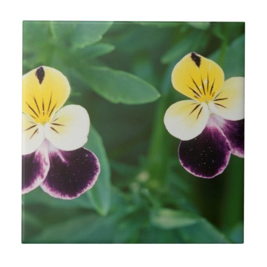 USA, Utah, Cache Valley, Stiefmütterchen Fliese (Vorderseite)