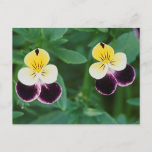 USA, Utah, Cache Valley, Stiefmütterchen Postkarte
