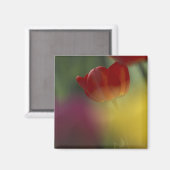 USA, Utah, Cache Valley Tulips in einem Garten Magnet (Vorderseite/Rückseite)