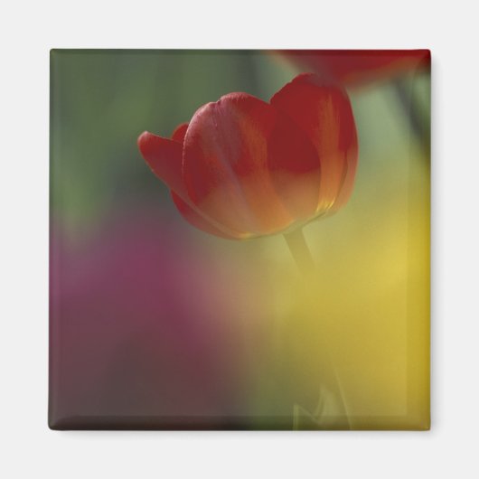 USA, Utah, Cache Valley Tulips in einem Garten Magnet (Vorne)