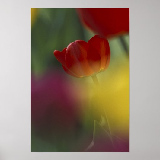 USA, Utah, Cache Valley Tulips in einem Garten Poster (Vorne)