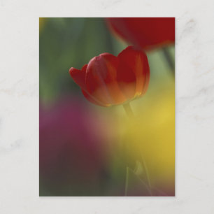 USA, Utah, Cache Valley Tulpen in einem Garten Postkarte