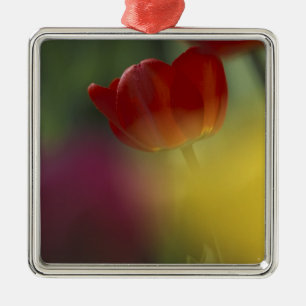 USA, Utah, Cache Valley Tulpen in einem Garten Silbernes Ornament