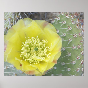 USA, Utah, Canyonlands, NP, Desert Prickly Pear Poster