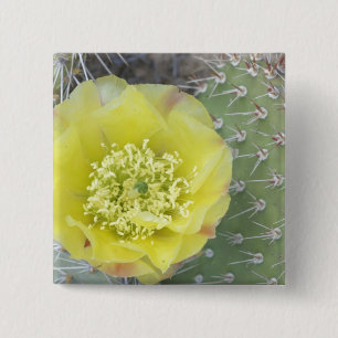 USA, Utah, Canyonlands, NP, Wüste Prickly Pear Button