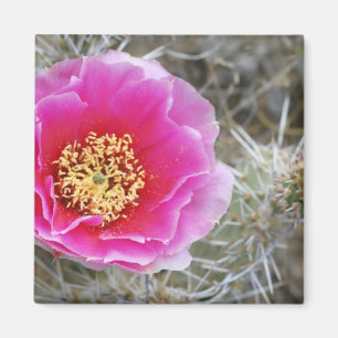 USA, Utah, Canyonlands NP, Wüste Prickly Pear Magnet