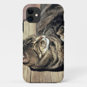USA, Utah, Capitol Reef NP. Schlafende getigerte K Case-Mate iPhone Hülle