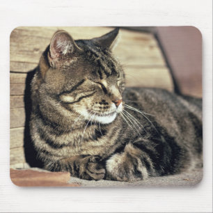 USA, Utah, Capitol Reef NP. Schlafende getigerte K Mousepad