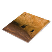 USA, Utah, Cedar Mesa, Mule Canyon.Sandstone Fliese (Seite)